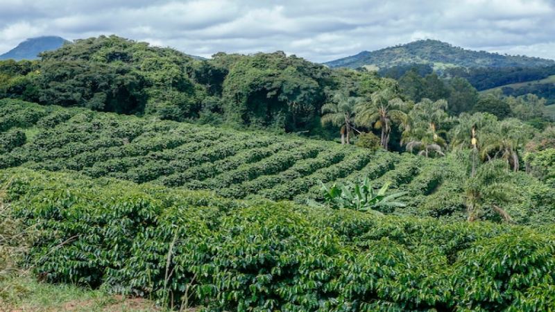 巴西三大經典咖啡品種風味解析｜紅波旁、黃波旁與新世界手沖建議