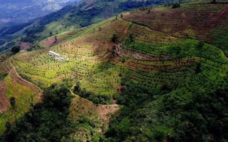 雲南咖啡｜中國咖啡產地在哪？雲南爲何適合種植阿拉比卡？雲南咖啡品種咖啡特點是什麼？