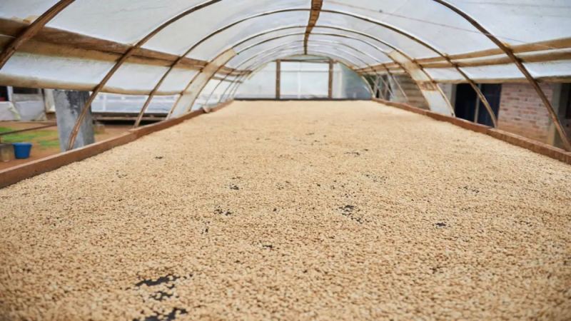 哥倫比亞咖啡全解析：產區、品種與處理法手沖指南