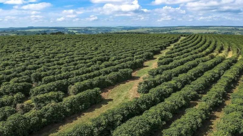 巴西摩吉安娜黃波旁咖啡豆：產地風味與手沖參數全解析