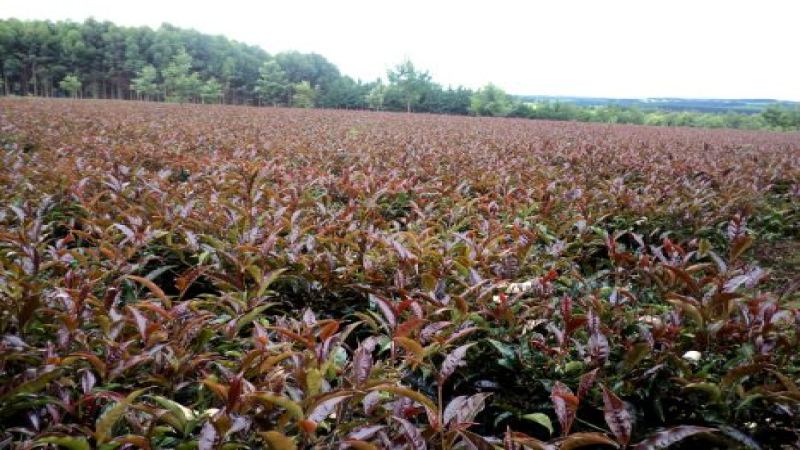 肯尼亞紫茶是什麼？揭秘紫色茶湯的天然來源與沖泡要點
