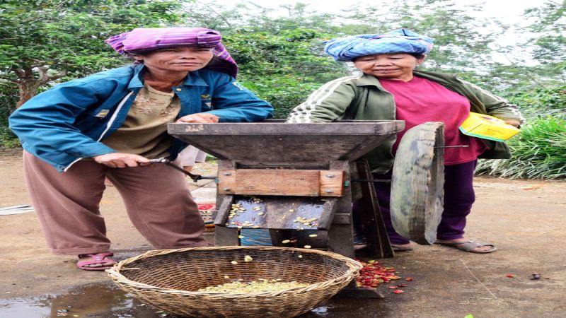 印尼濕刨法、蜜處理與去果皮日曬：風味差異與沖煮技巧全解析