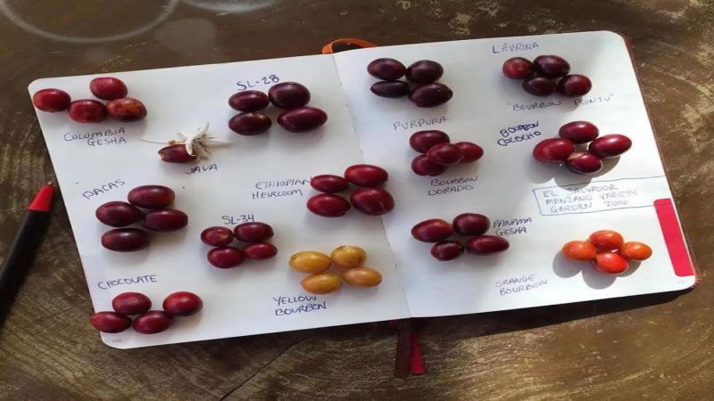 鐵皮卡與波旁差在哪？巴拿馬瑰夏與花魁關係解析｜咖啡品種入門指南