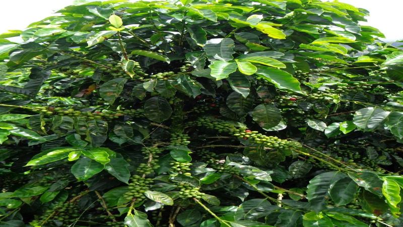 花香從明亮到醇厚：咖啡烘焙度這樣看