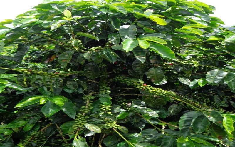 花香從明亮到醇厚：咖啡烘焙度這樣看