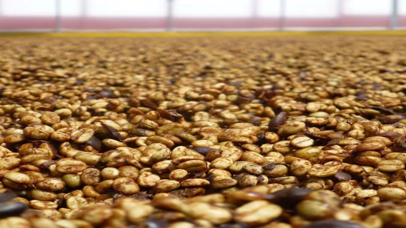蜜處理咖啡風味秘密：從黃蜜到黑蜜，果膠比例與晾曬技巧全解析
