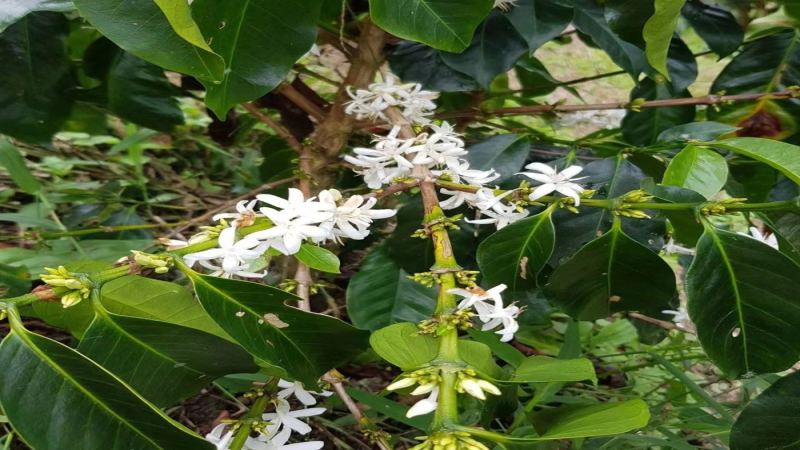 哥倫比亞粉紅波旁咖啡豆：產量稀少原因與風味解析，附手沖建議