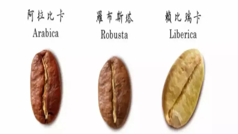 阿拉比卡三大經典品種解析：鐵皮卡、波旁與瑰夏的風味與歷史