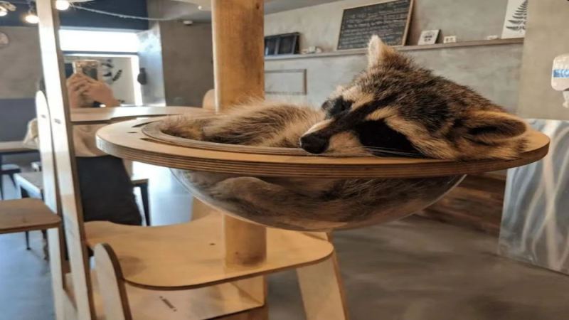 韓國2027年禁野生動物咖啡館！浣熊狐獴館退場倒數