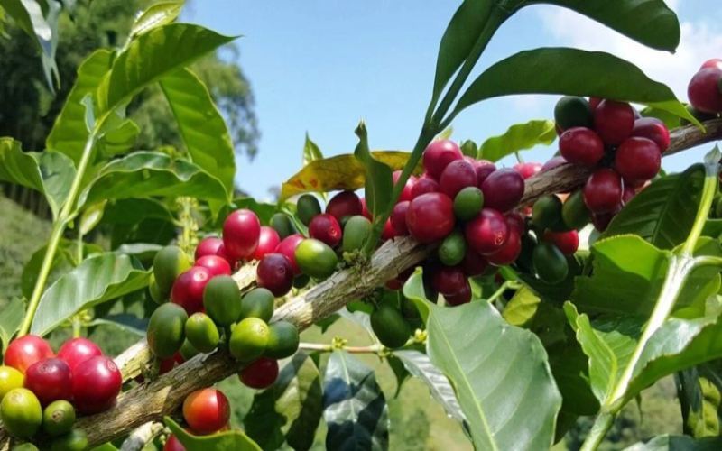 波旁家族圖鑑：紅波旁、黃波旁與粉紅波旁
