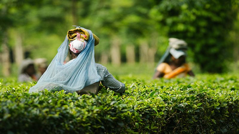 阿薩姆茶五大冷知識：起源、CTC工藝與部族茶文化的真實面貌