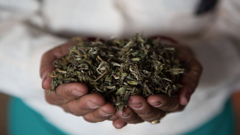 大吉嶺與阿薩姆紅茶怎麼選？從產區到風味全面解析