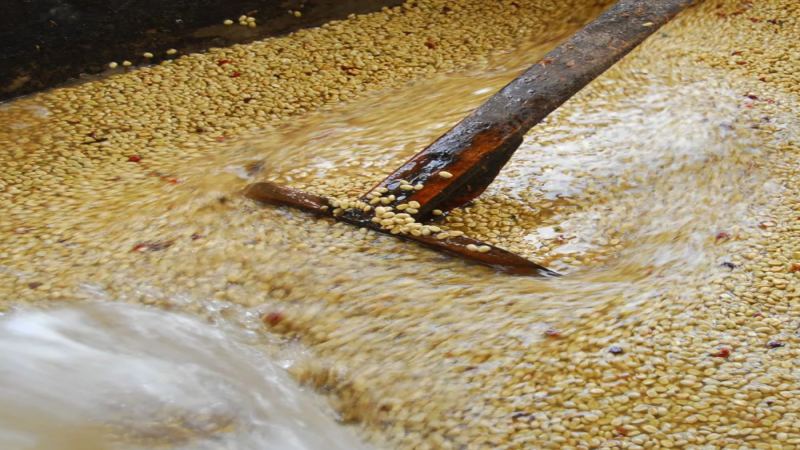 耶加雪菲水洗處理法全攻略：步驟拆解、風味解析與最佳沖煮參數