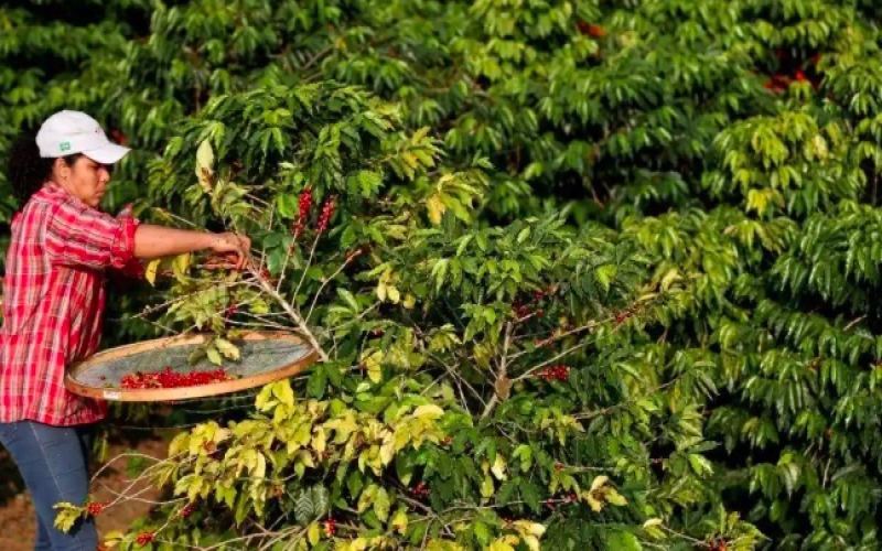 巴西8月咖啡生豆出口提速，前三周出口量已超過去年全月