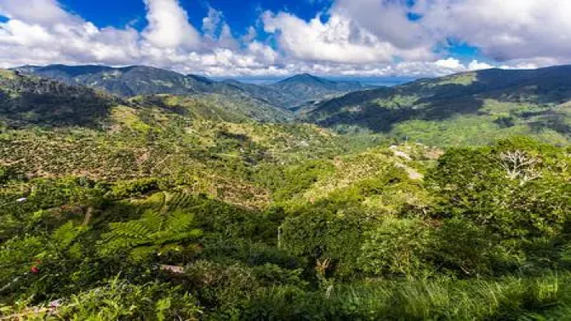 牙買加藍山咖啡全攻略：產區、分級與藍山一號手沖風味解析