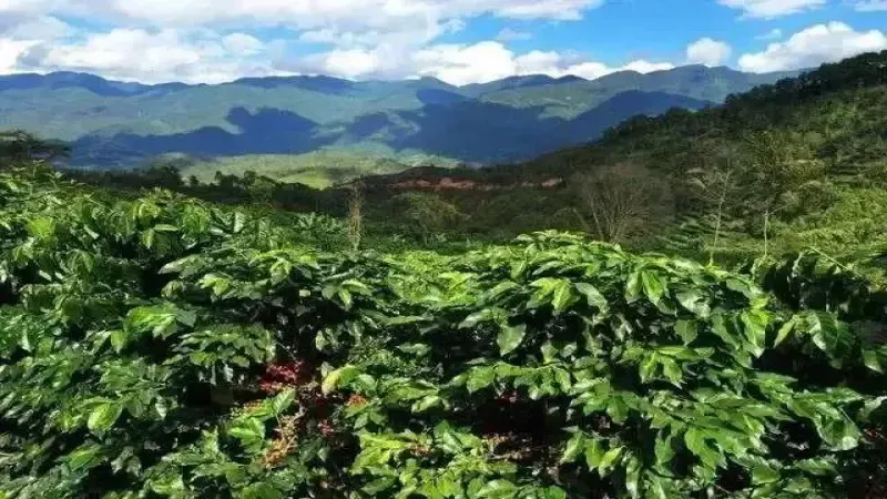 巴拿馬沃肯哈特曼瑰夏咖啡豆全解析：產區、處理法與手沖風味