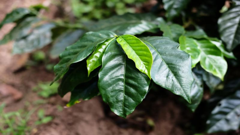 洪都拉斯荔枝蘭咖啡豆：白蘭地酒桶發酵工藝與產區特色全解析