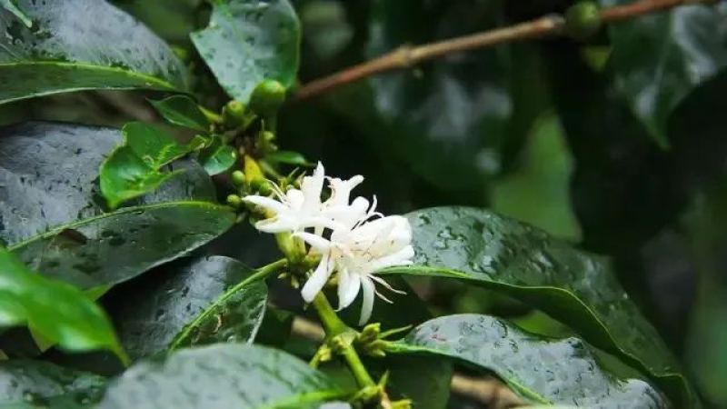 巴拿馬瑰夏咖啡為何昂貴？品種淵源、高海拔種植與手沖技巧全攻略