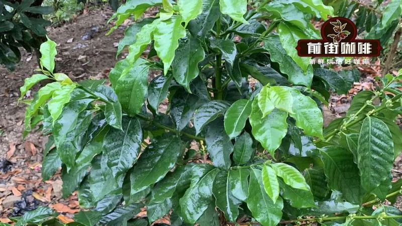 甜果香手衝豆，烘焙後何時開袋更合適