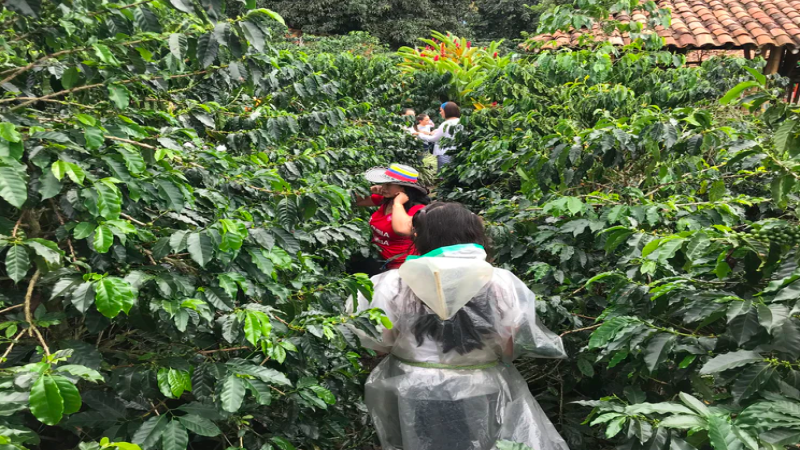 哥倫比亞六大精品咖啡產區風味指南與品種解析｜萃取參數推薦