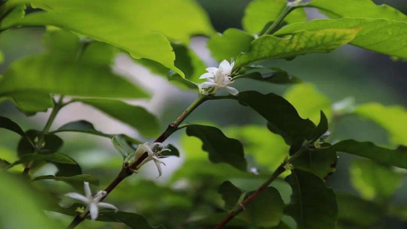 雲南小粒咖啡品種演進史：鐵皮卡到卡蒂姆的風味轉變與手沖建議