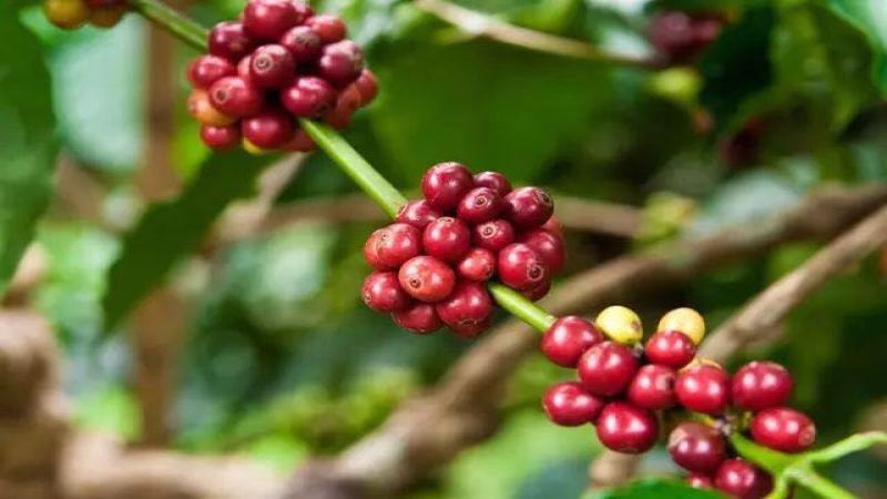 羅布斯塔咖啡豆產地與特色解析｜與阿拉比卡全方位比較