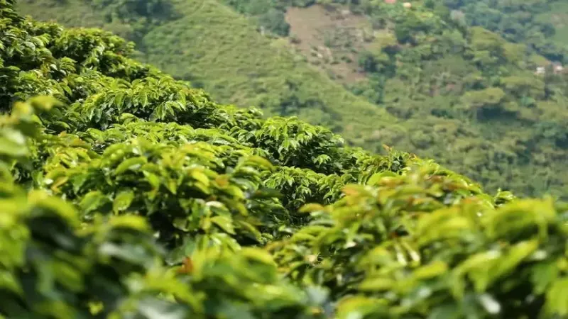 哥倫比亞咖啡產區全解析：慧蘭風土與Excelso分級對風味影響