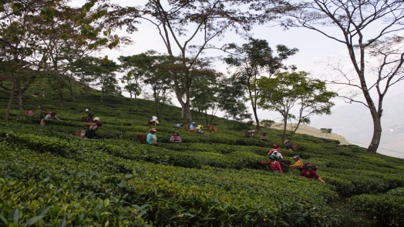 大吉嶺與阿薩姆紅茶怎麼挑？四季採摘季風味與差異一次搞懂