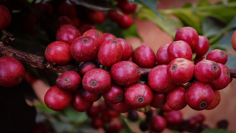 肯尼亞咖啡果酸成因揭秘｜SL28/34手沖參數與小番茄風味解析