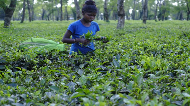 阿薩姆紅茶品飲全攻略：衝泡器具選擇與正統飲法解析