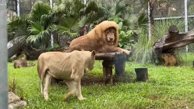 廣州動物園珍珠奶茶聯想引爭議，動物糞便圖片遭刪除原因解析
