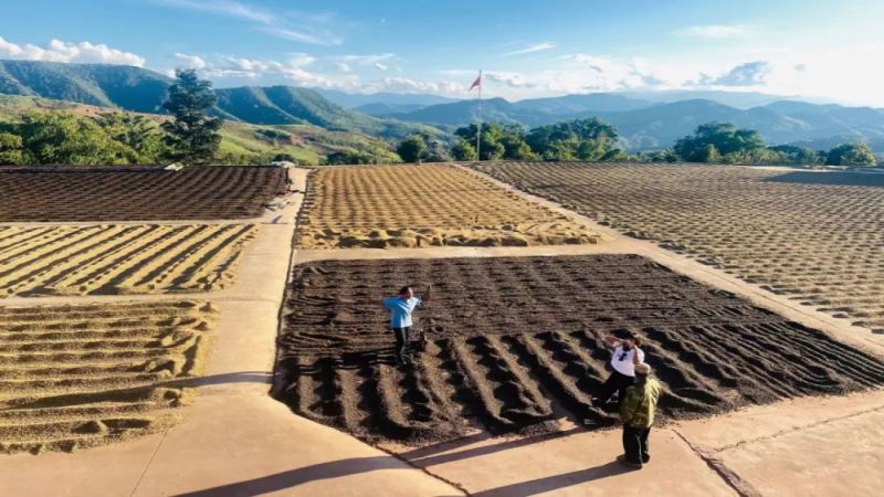 雲南小粒咖啡產區解析、品種特色與手沖參數建議