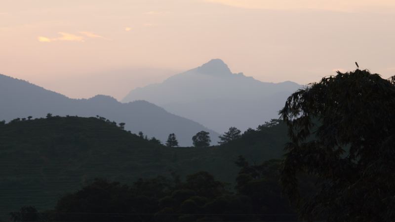 鳳凰姜花香單樅烏龍茶購買指南與價格解析，2021 春茶品鑑心得