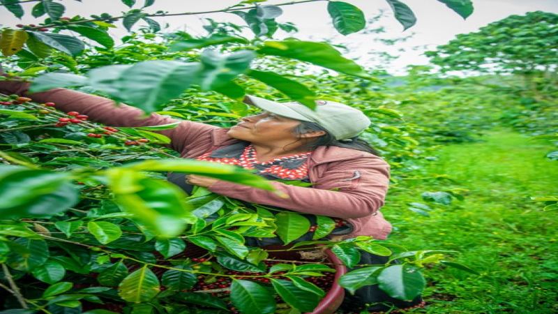 淺烘、中烘、深烘，意式豆的杯感差在哪