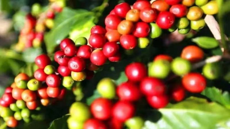 牙買加藍山咖啡全攻略：產區、等級、沖煮參數與真偽辨識