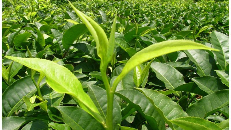 有機紅茶 vs 普通紅茶：風味差異與茶園永續實踐解析