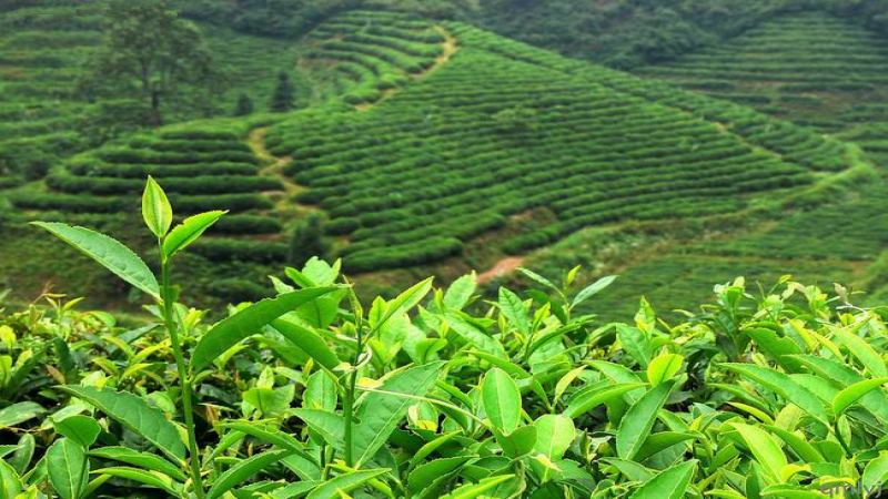 尼泊爾高山紅茶怎麼挑？四季風味、產地特色與沖泡建議全攻略