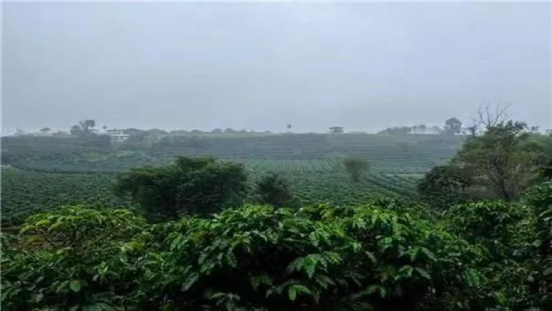 哥斯達黎加塔拉珠草莓糖豆：米拉蘇莊園蜜處理技術與手沖風味解析