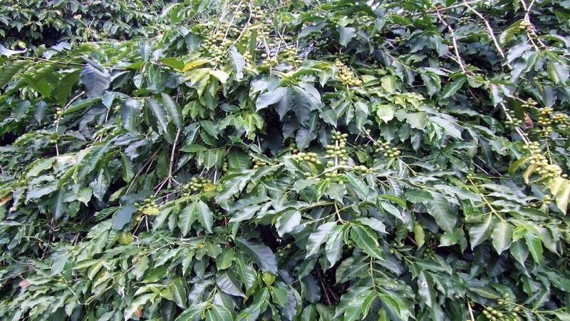 果味咖啡豆推薦：從出爐到入杯的風味節奏
