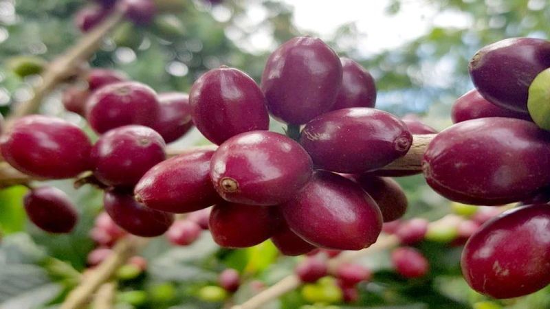 蜜處理豆的風味窗口：從開袋到喝完怎麼安排