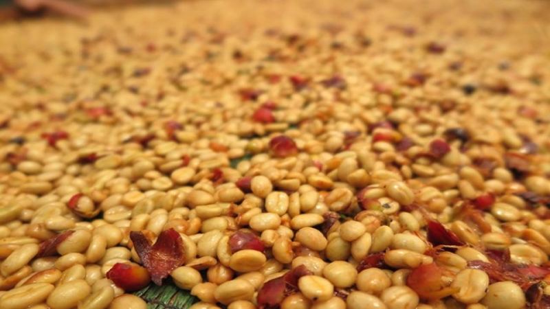 哥斯達黎加黑蜜處理咖啡豆怎麼選？蜜處理工藝與風味解析