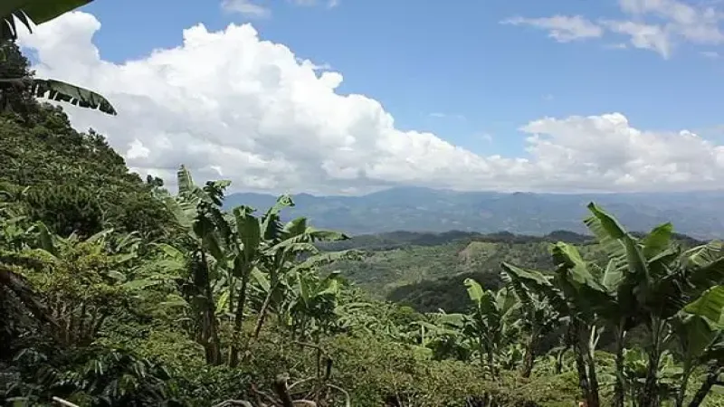 危地馬拉薇薇特南果水洗豆入門｜海拔1800米高山極硬豆手沖風味指南