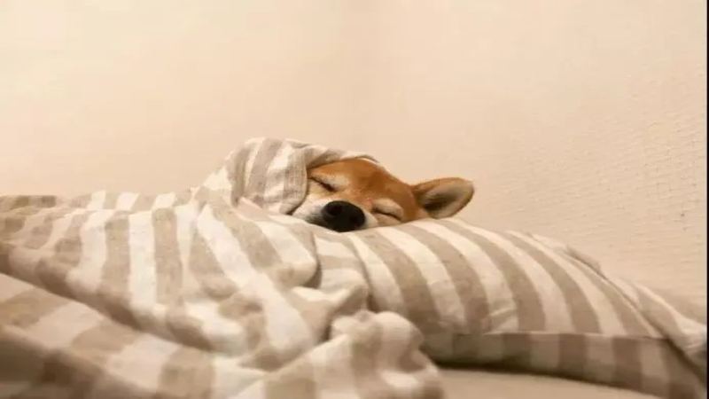 東京雀巢咖啡館推睡眠療程：低因咖啡搭配小憩，改善都市失眠
