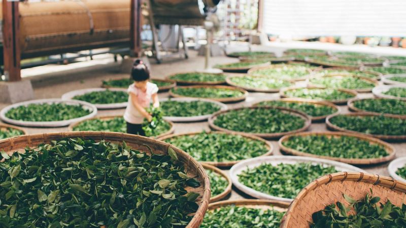 茶葉製作全流程解析：紅茶、黃茶與黑茶差異與風味形成原理