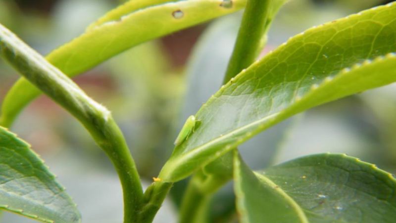 蜜香紅茶的蜜韻秘密：綠葉蟬叮咬與紅茶釀造全攻略