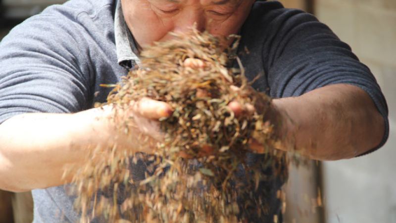 正山小種風味大解析｜三種類型與甜果香由來全攻略