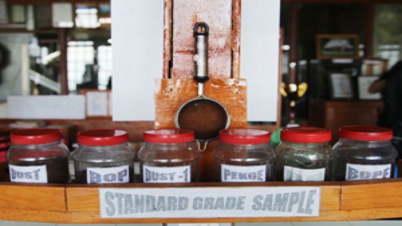 紅茶等級怎麼看？SFTGOP、OP 分級與風味大揭密