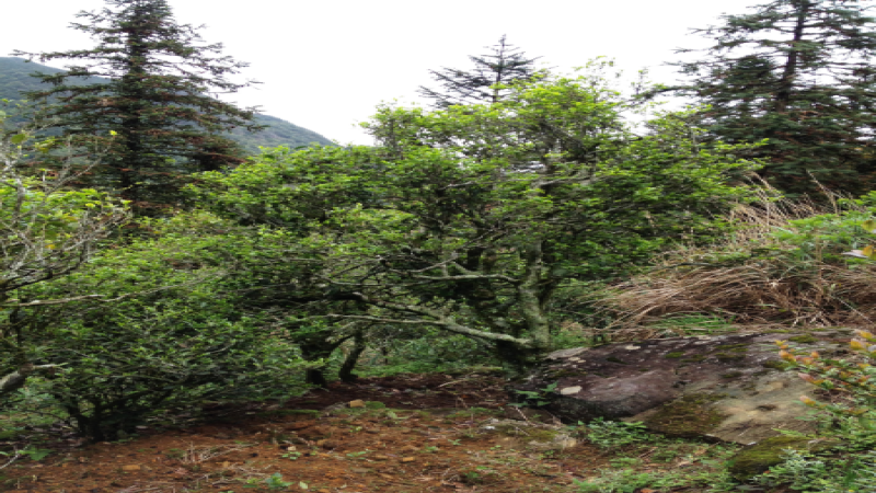 蜜蘭香與雪蘭香單樅差在哪？挑選正宗鳳凰單樅的風味指南