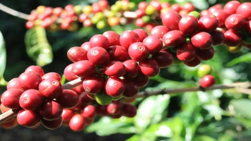 波旁四大衍生種揭秘：卡杜拉、維拉薩奇、帕卡斯、波旁馬亞圭斯風味與種植解析