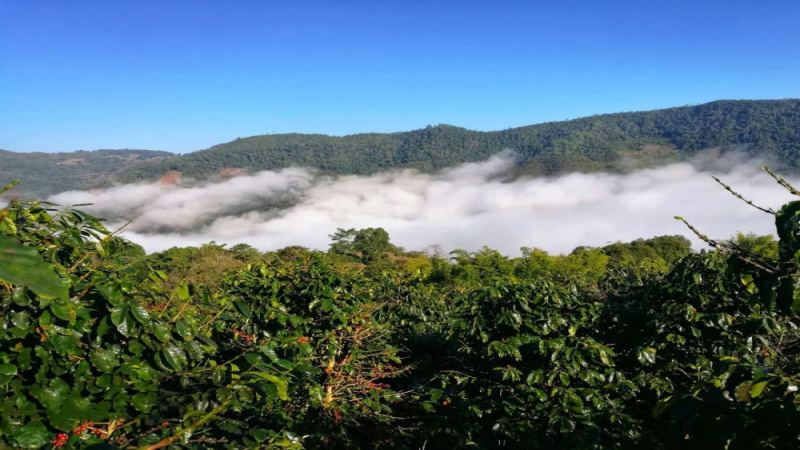 雲南小粒咖啡主力品種卡蒂姆CIFC7963的由來、風味特徵與種植現狀解析